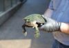 Alby the white-throated snapping turtle is the newest addition to Alexandra Park Zoo.