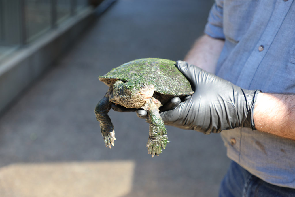 Alby the white-throated snapping turtle is the newest addition to Alexandra Park Zoo.