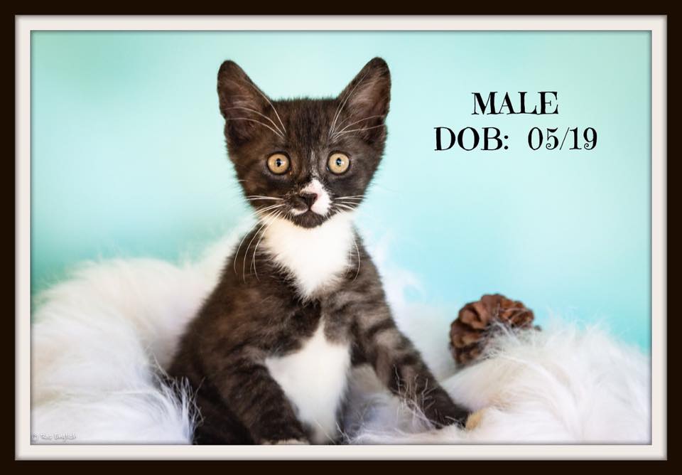 Pet adoption two kittens need a home Bundaberg Now