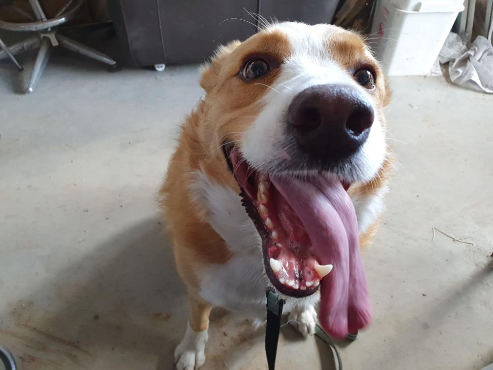 Meet beautiful Chrissy, the border collie mix looking for her furever home. 