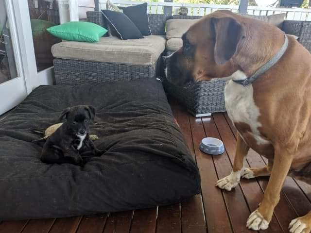 ADOPTION: Little puppy Grace is loving her new home, especially the big bed she has claimed for herself!
Photo: Red Collar Rescue Facebook