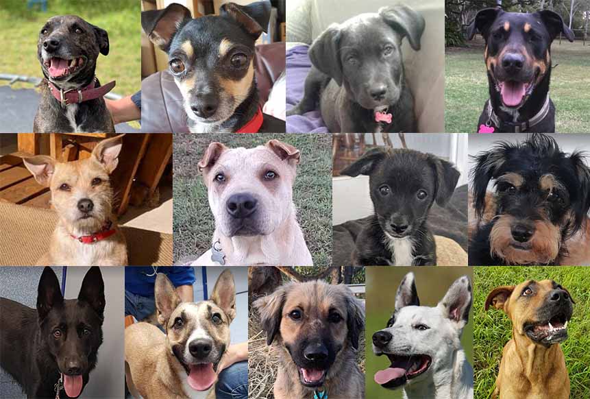The many faces of Red Collar Rescue.