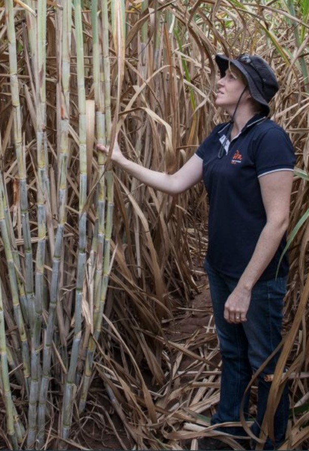 SRA researcher Alison Jensen works in the sugarcane fields of Bundaberg.