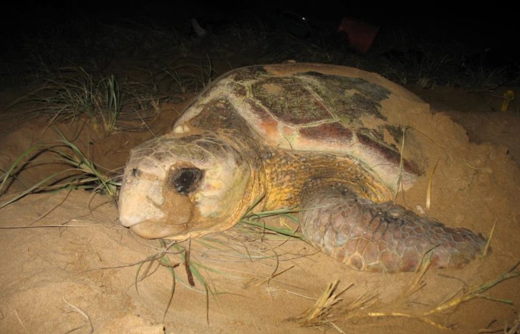 Mon Repos rangers are looking for volunteers in the lead up to turtle season.