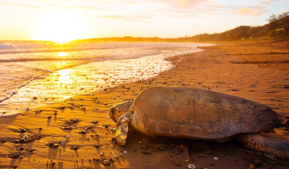 Experience the largest loggerhead turtle rookery in the South Pacific. Photo: Mon Repos Turtle Express