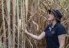 Sugarcane research