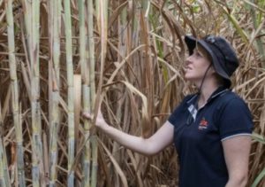 Sugarcane research