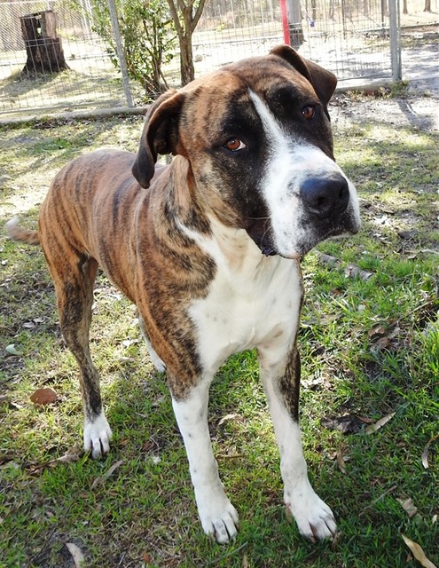 Ace is a boxer/great dane mix who is looking for a home. 