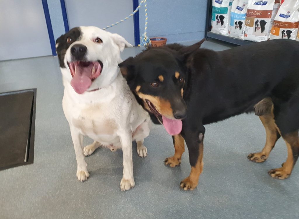 Best mates Buzz and Jack are looking for their forever home. 