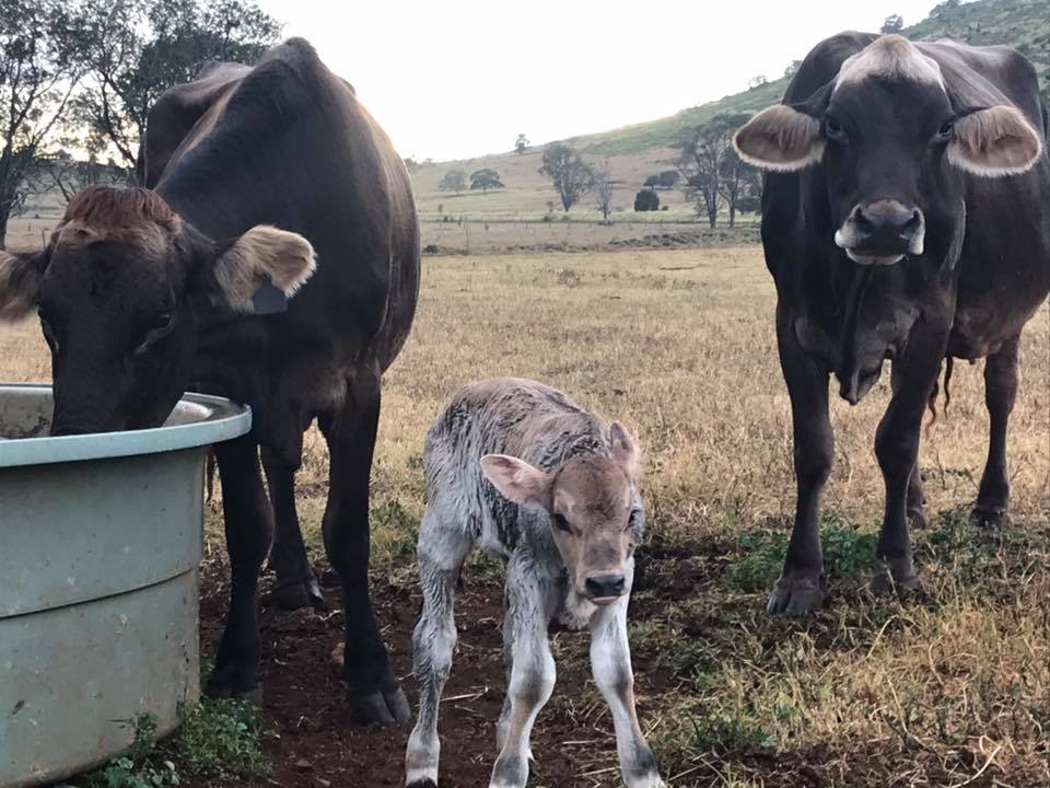 Join Nourish Cafe for a trip to CQ Dairy Fresh where you can meet all the cute calves and cows at the farm.