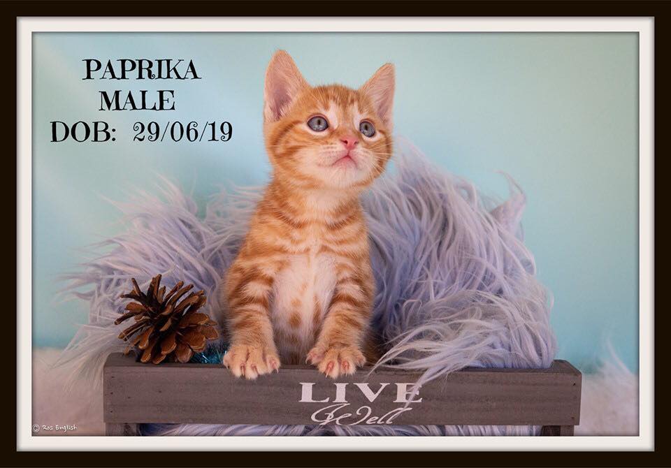 ADOPTION: Paprika is one of three kittens in need of a home.