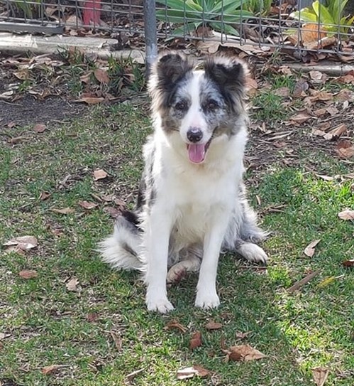 Daisy is available for adoption from the Bundaberg RSPCA.