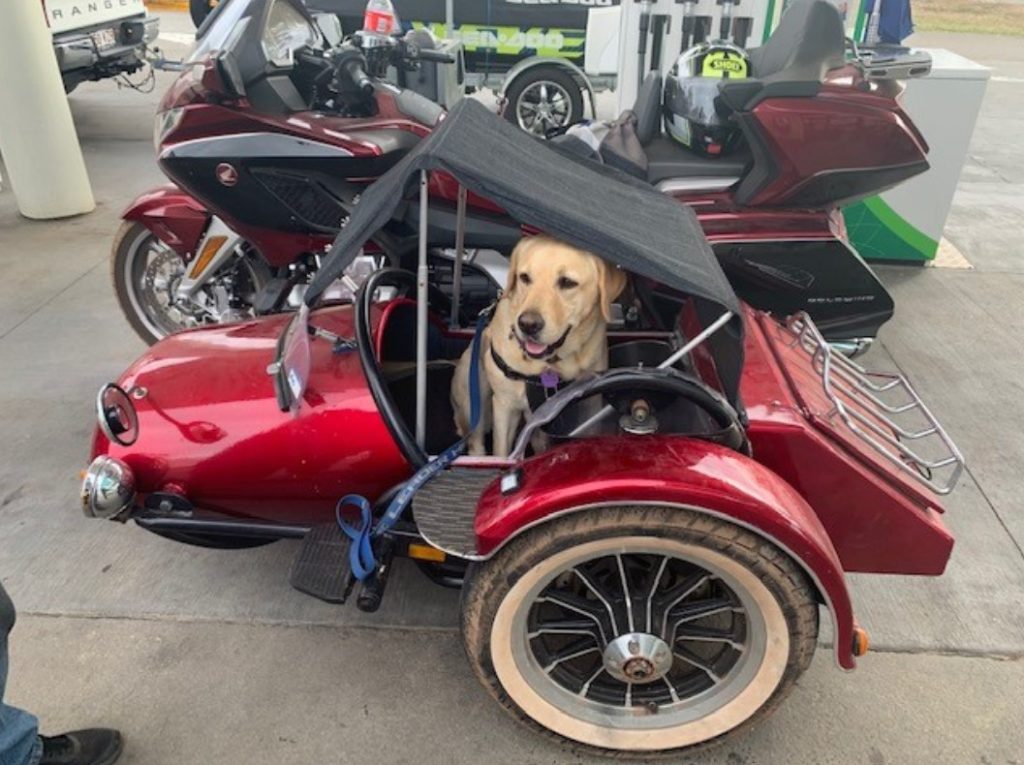 This furry passenger was snapped by Sergeant Morgan, as they made their way on their safe road trip