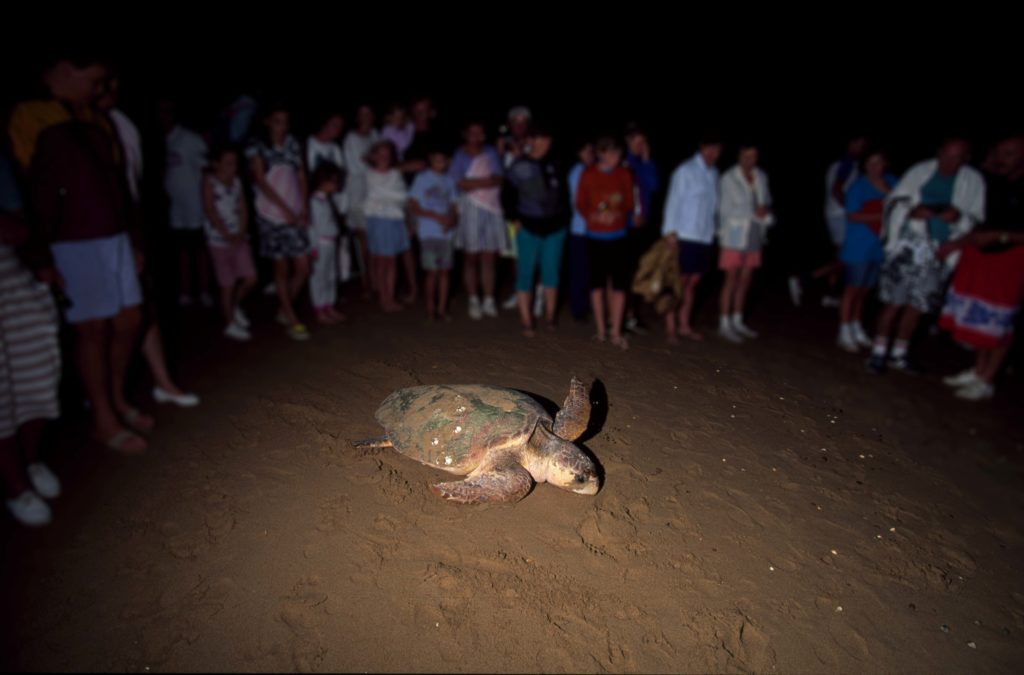 New turtle centre at Mon Repos