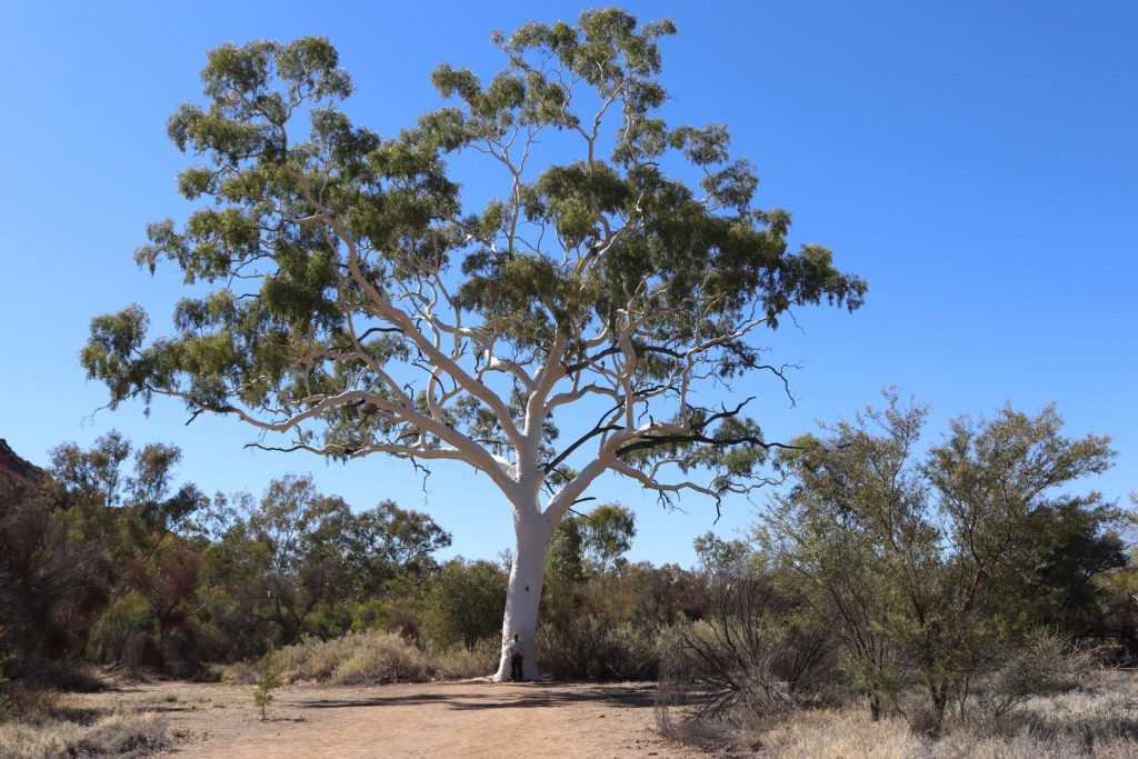 Ross Argent at the Largest Ghost Gum in Australia.