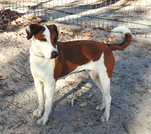 Susie needs a home and is available for adoption at the Bundaberg RSPCA. 