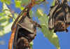 bat warning