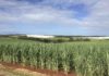 bundaberg biofuel potential