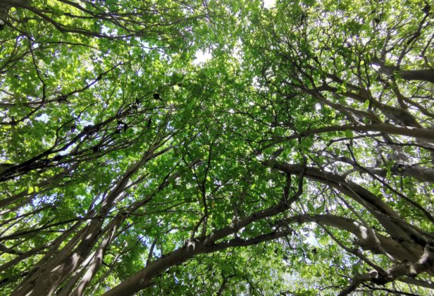 Forest canopy at Lady Musgrave Island