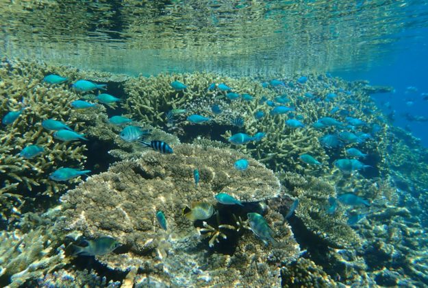 Lady Musgrave Island coral