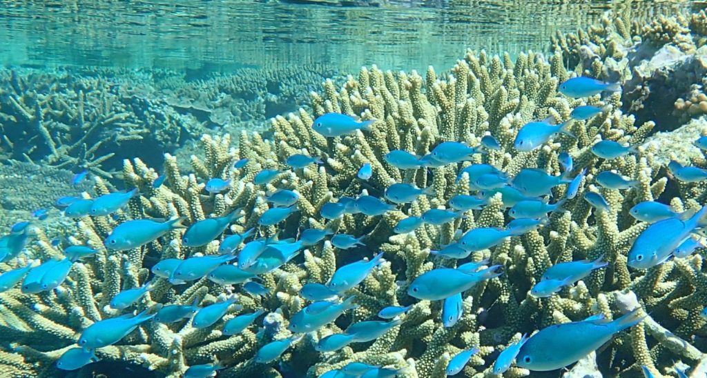 Lady Musgrave Island reef