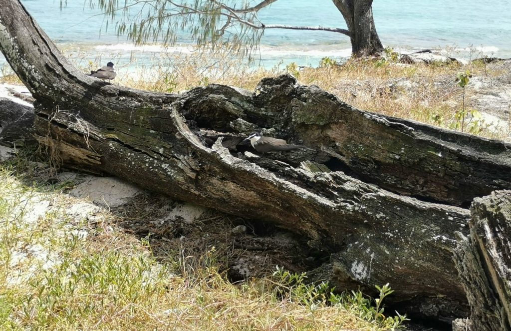 Terns, Lady Musgrave Island