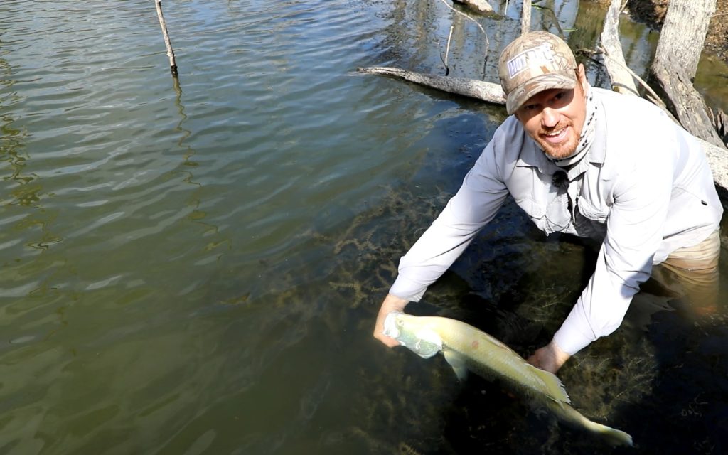 2019 Golden Barra release