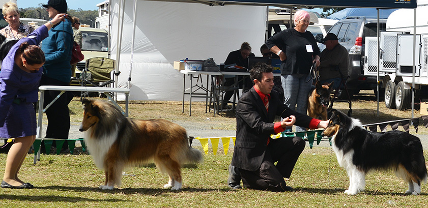 Pups put their best foot forward at a previous dog show event.