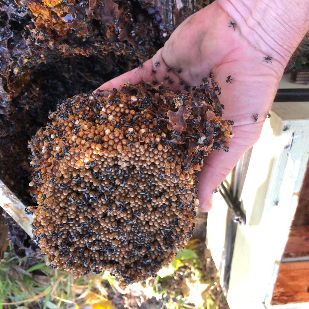 Kadilly Coffee owner Rod Walmsley with one of the Australian native bee hives.