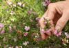 Vera Scarth-Johnson Wildflower Reserve