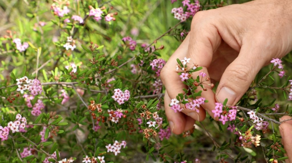 Vera Scarth-Johnson Wildflower Reserve