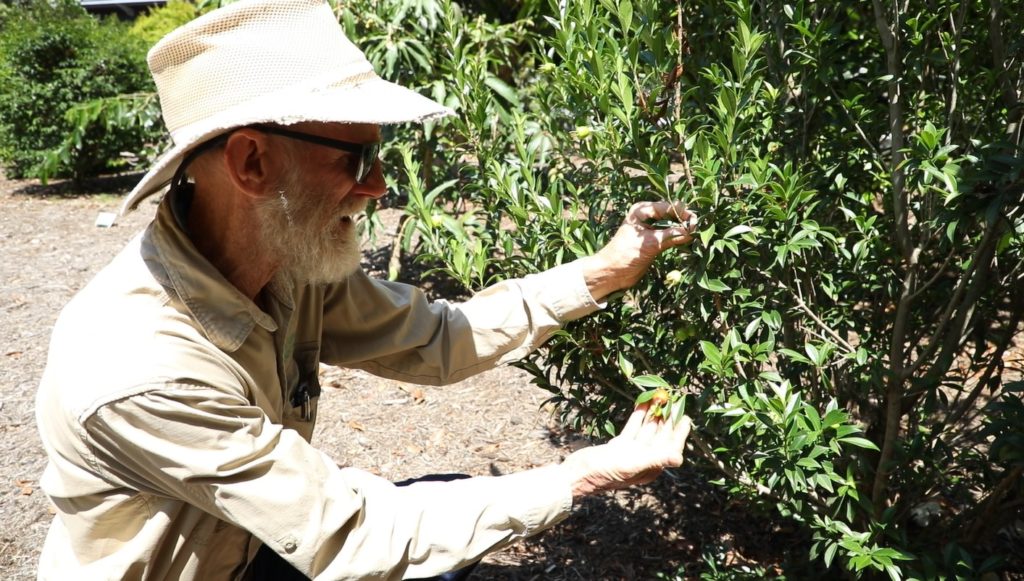 Raymond Johnson of Rare Fruits Australia established the orchard in Bundaberg Botanic Gardens in 2010. 