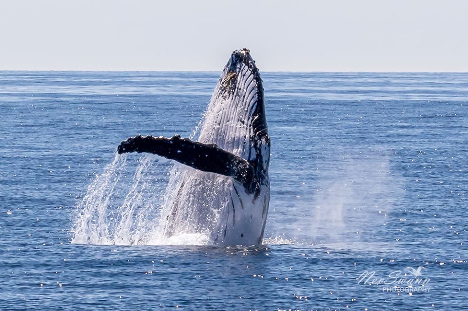 Australia Whale Experience