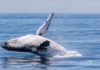 Australia Whale Experience