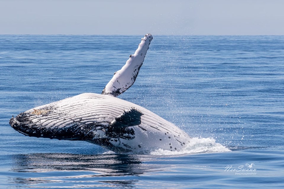 Australia Whale Experience