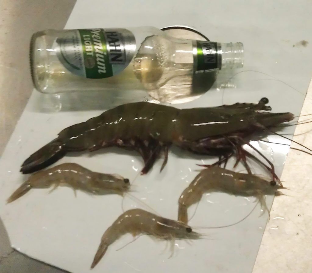 Tackle World's Tim Mulhall caught this cracker of a leader prawn which reached a length of over 25 centimeters. 