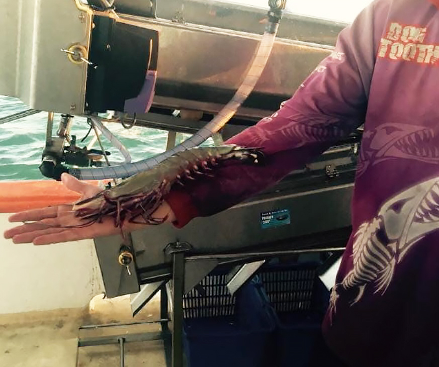 Jardel Franklin with a massive leader prawn caught in waters off Moore Park.