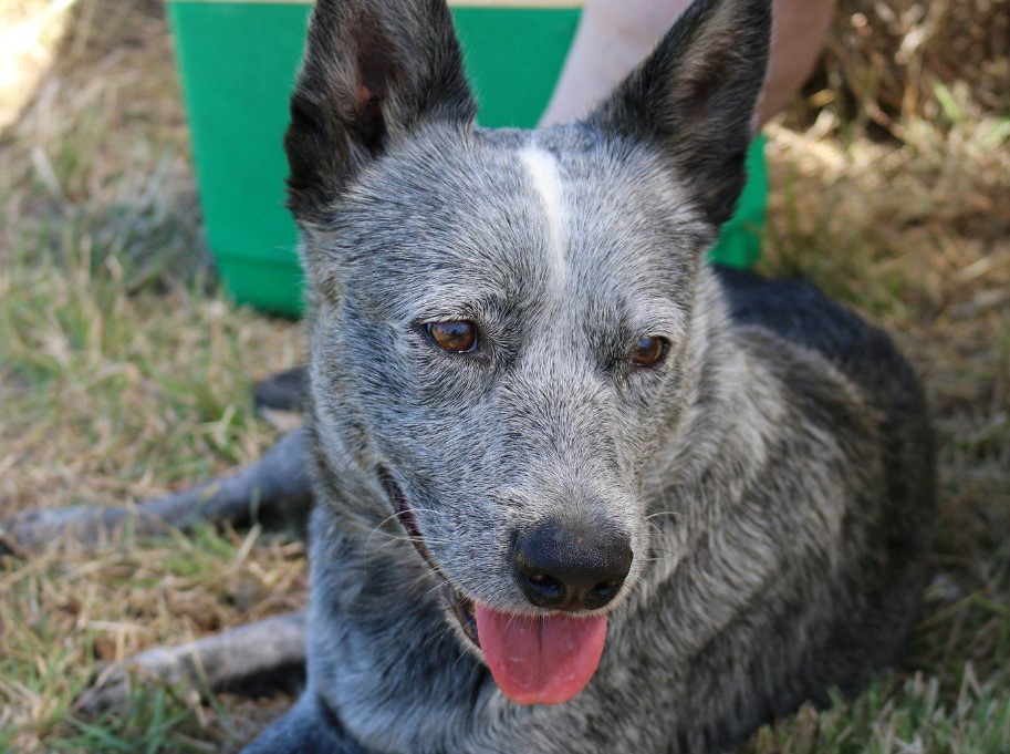 Rocky the cattle dog is looking for his forever home. 