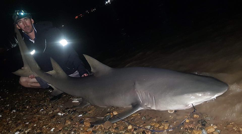 Another Burnett River bull shark Jesse tagged and released earlier this year.