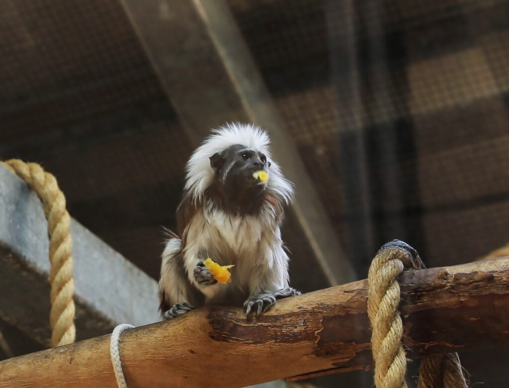 The cotton-top tamarin monkeys enjoy frozen fruit on a hot day.