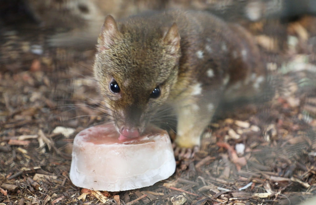 The zoo's resident quoll, Crunchy, chows down on a delicious iced snack.