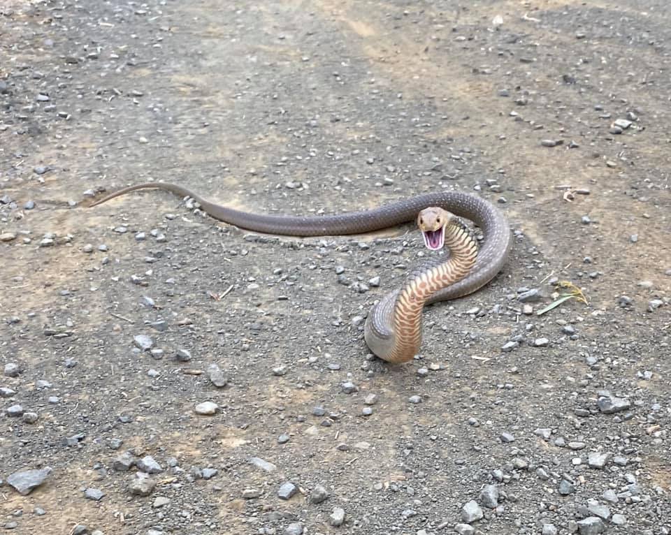 eastern brown snake