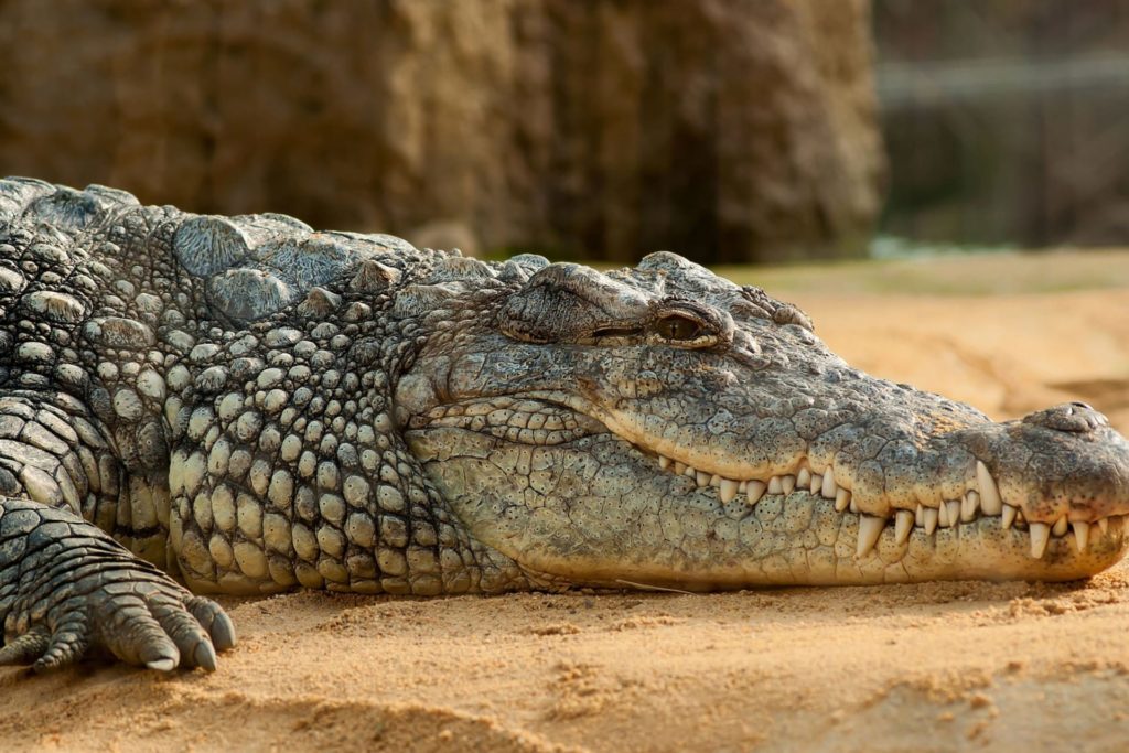 Crocodile at Brighton foreshore : r/brisbane