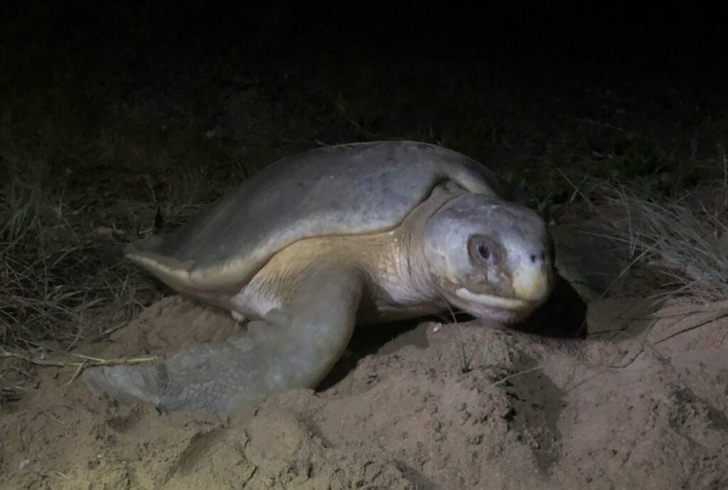 turtle bells