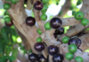 Rare fruit trees