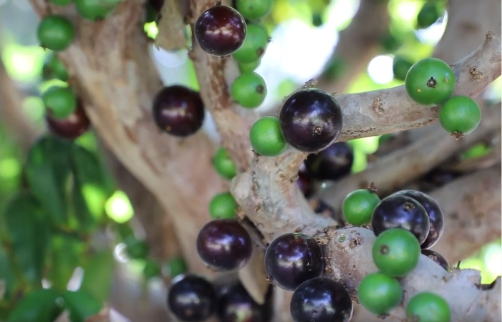 Rare fruit trees