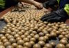 macadamia crop modelling
