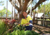fig tree garden