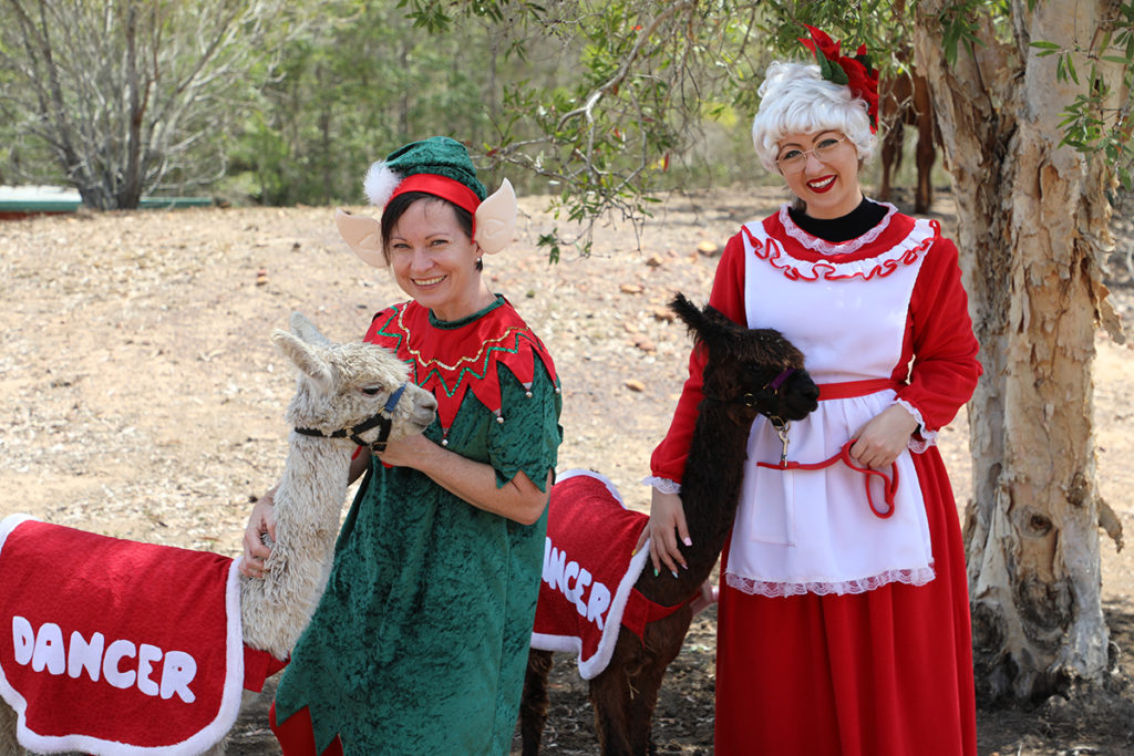 Pageant of Lights alpacas