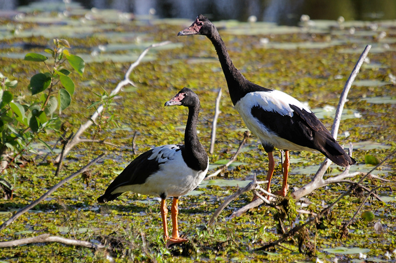 Birdlife Bundaberg